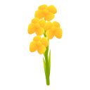 Indian Colza(Sarson)